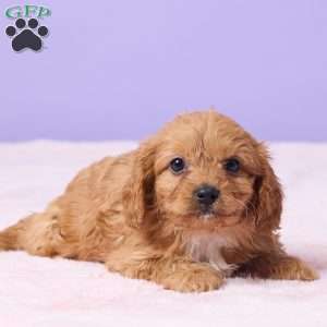 Bryce, Cavapoo Puppy